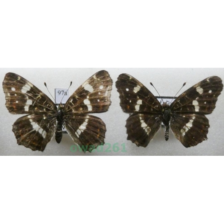 Araschnia levana (Linnaeus, 1758) pair form Czech97a